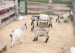 Image result for Goat Farm San Francisco Zoo
