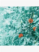 Image result for Poisonous Red Berries