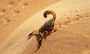 Image result for Sahara Desert Scorpion