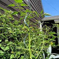 Image result for Tomato Spiral Plant Support