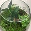 Image result for Indoor Plant Terrariums