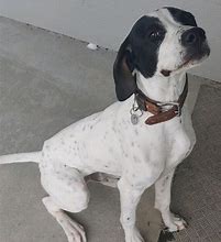 Image result for English Pointer Rescue