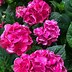 Image result for Summer Crush Hydrangea 1 Container