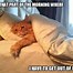 Image result for Meow Jokes
