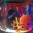 Image result for Sea Life Orlando Aquarium