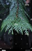 Image result for Cedar Branches in Ohio