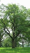 Image result for 5-6 Ft. - Shumard Oak Tree - A Towering Statement Tree For Your Landscape