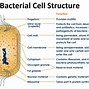 Image result for Difference Between Fungi and Bacteria