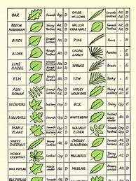 Image result for Tree Leaves Identification Chart