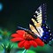 Image result for Wallpaper Art Butterflies