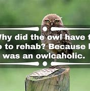 Image result for Owl Jokes
