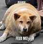 Image result for Funny Fat Dog Memes