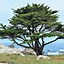 Image result for Cupressus