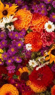 Image result for iPhone New HD Flower Wallpaper