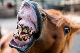 Image result for Weird Horse Face
