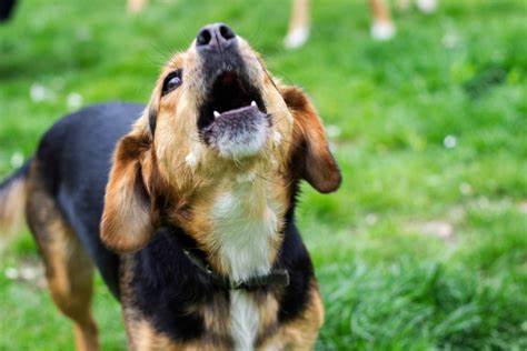 Reasons Your Dog Barks at Nothing That Might Surprise You