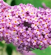 Image result for Butterfly Magic Butterfly Bush, 3 Gal- Deep Purple Flowers And Butterfly Attraction