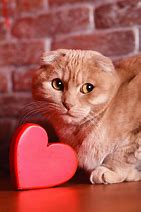 Image result for Cat Valentine's Day Humor