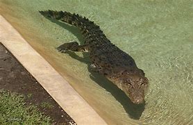 Image result for Australia Zoo Crocodile