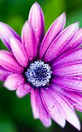 Image result for Daisy Wallpaper for Kindle