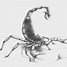 Image result for Scorpion Sketch