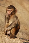 Image result for Rhesus Macaque Monkey