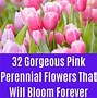 Image result for Pink Perennial Flower Identification
