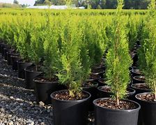 Image result for Tree Nurseries Near Me and Prices