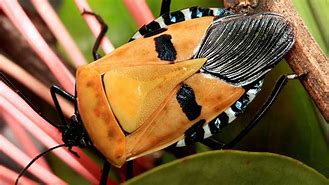 Image result for Man-Faced Stink Bug
