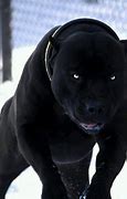 Image result for Pitbull Dog Black