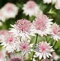 Image result for Pink Perennial Flower Identification