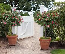 Image result for At Last Rose - 3 Container
