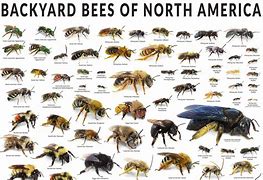 Image result for Different Bee Species