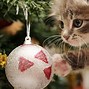 Image result for Funny Christmas Cat Pics