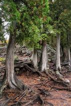 Image result for White Cedar Trees
