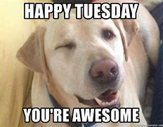 Image result for Good Morning Happy Tuesday Funny