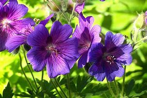 Image result for Purple Perennial Flowers That Bloom All Summer