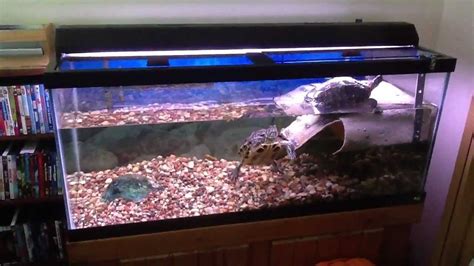 Red Eared Sliders in a 75 Gallon tank with Basking area   YouTube