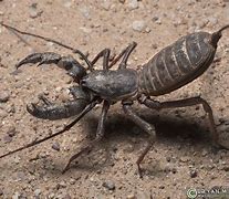 Image result for Scorpion Like Insect