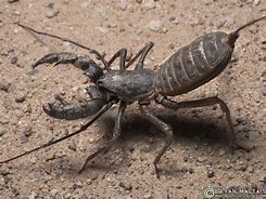 Image result for Vinegaroon Whip Scorpion
