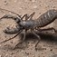 Image result for Arizona Scorpions