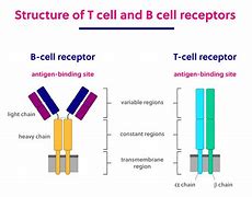 Image result for Difference Between B and T Cells
