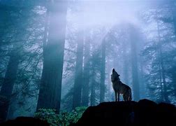 Image result for Beautiful Night Wolf Wallpaper