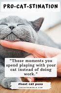Image result for Cat Jokes One-Liners