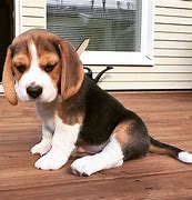Image result for Small Beagle Dogs for Adoption