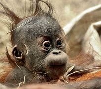 Image result for Funny Baby Animals