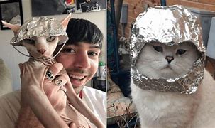 Image result for Cat Wearing Tin Foil Hat