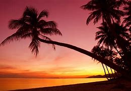 Image result for Beach Sunset with Palm Trees