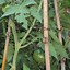 Image result for DIY Tomato Stakes