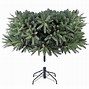 Image result for Living Christmas Trees at Lowe's
